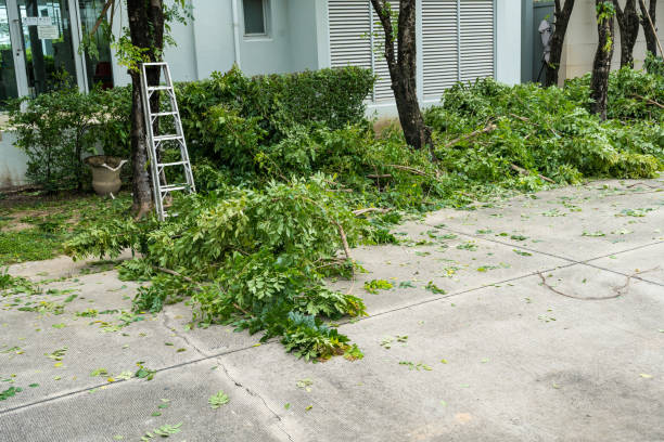 Tree Root Removal in Cass City, MI